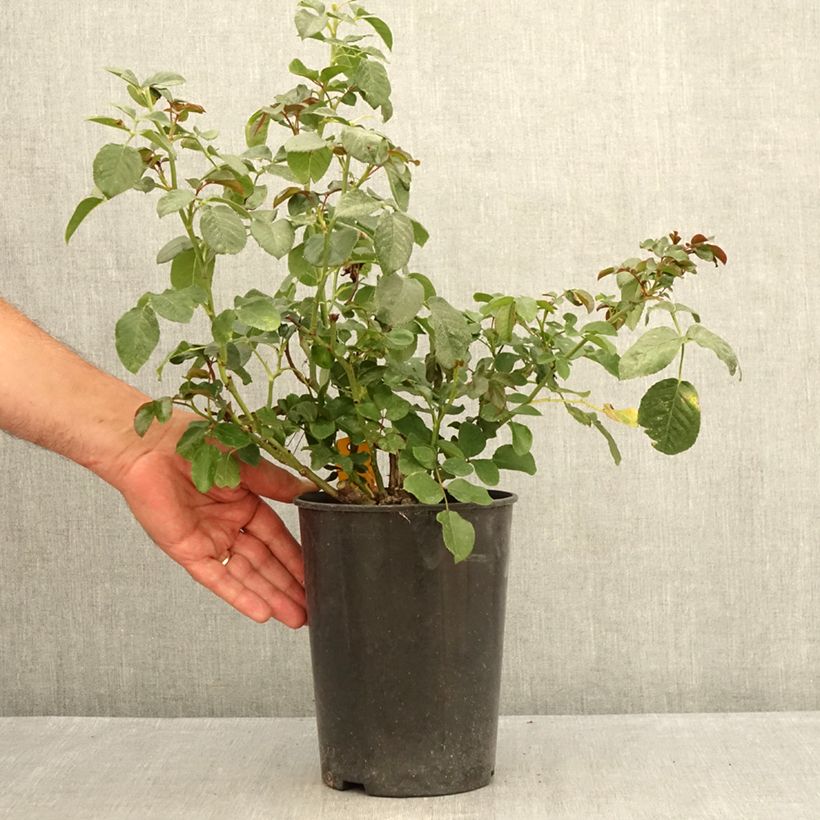 Rosa x floribunda Fantasia Coral Lions-Rose 'KORzwanlio' 3L/4L pot sample as delivered in summer