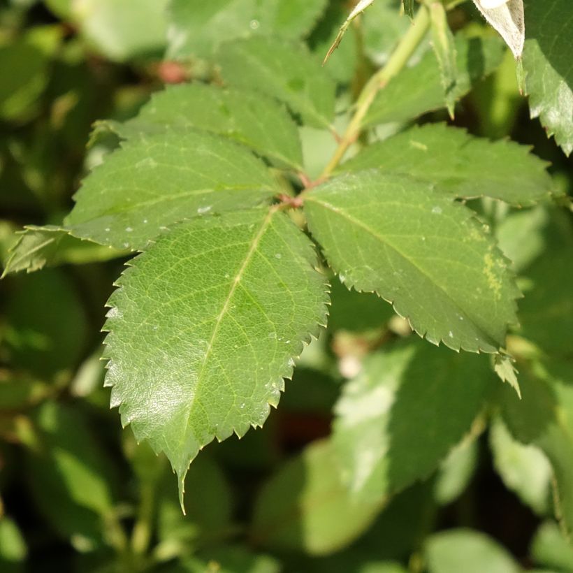 Rosa x floribunda Crème Chantilly (Foliage)