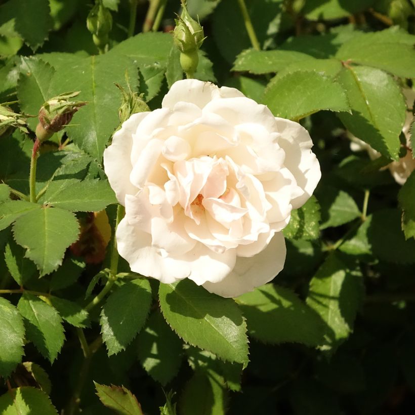Rosa x floribunda Crème Chantilly (Flowering)