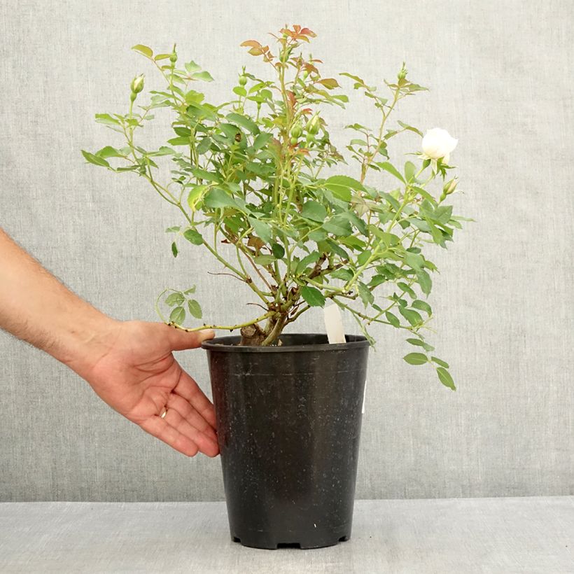 Rosa x floribunda Crème Chantilly  4L/5L pot sample as delivered in summer