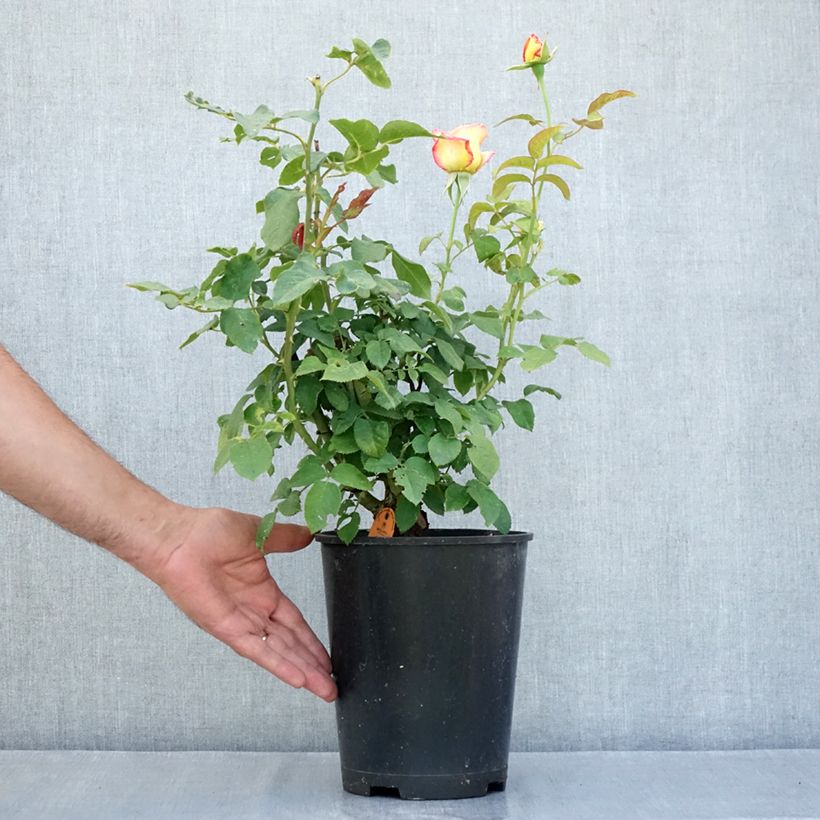 Rosa  'Meitincel' FLAME ORIGAMI® - Rosier Flame Origami 4L/5L pot sample as delivered in summer