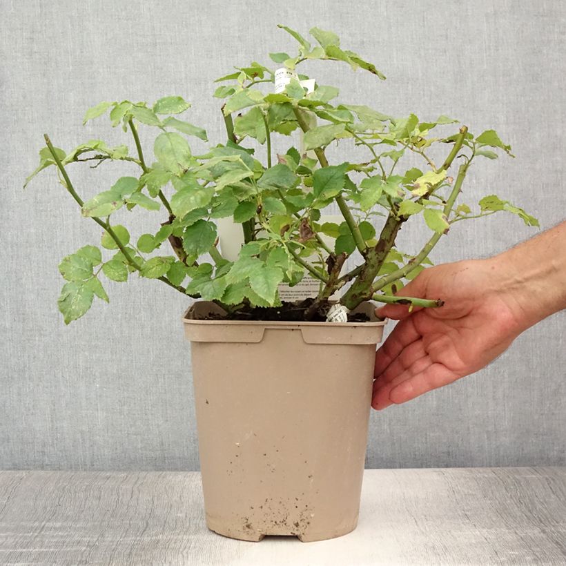 Rosa x floribunda Folle Courtisane Delparfroni 4L/5L pot sample as delivered in summer