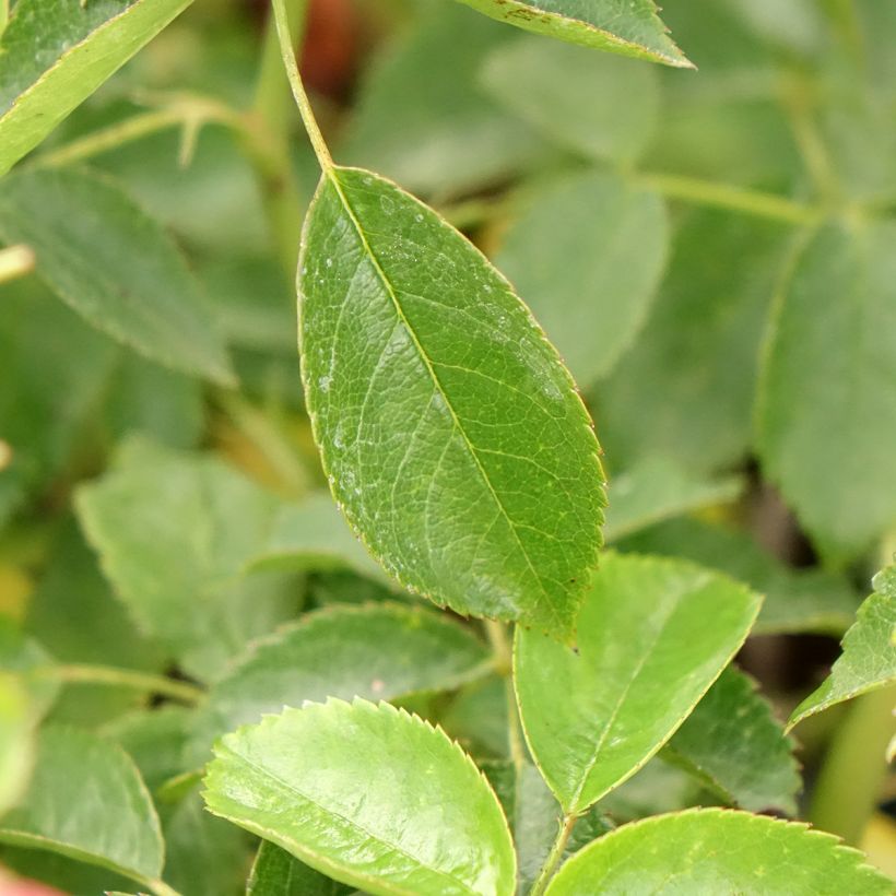 Rosa x floribunda - 'Folle Framboise' - Shrub Rose (Foliage)