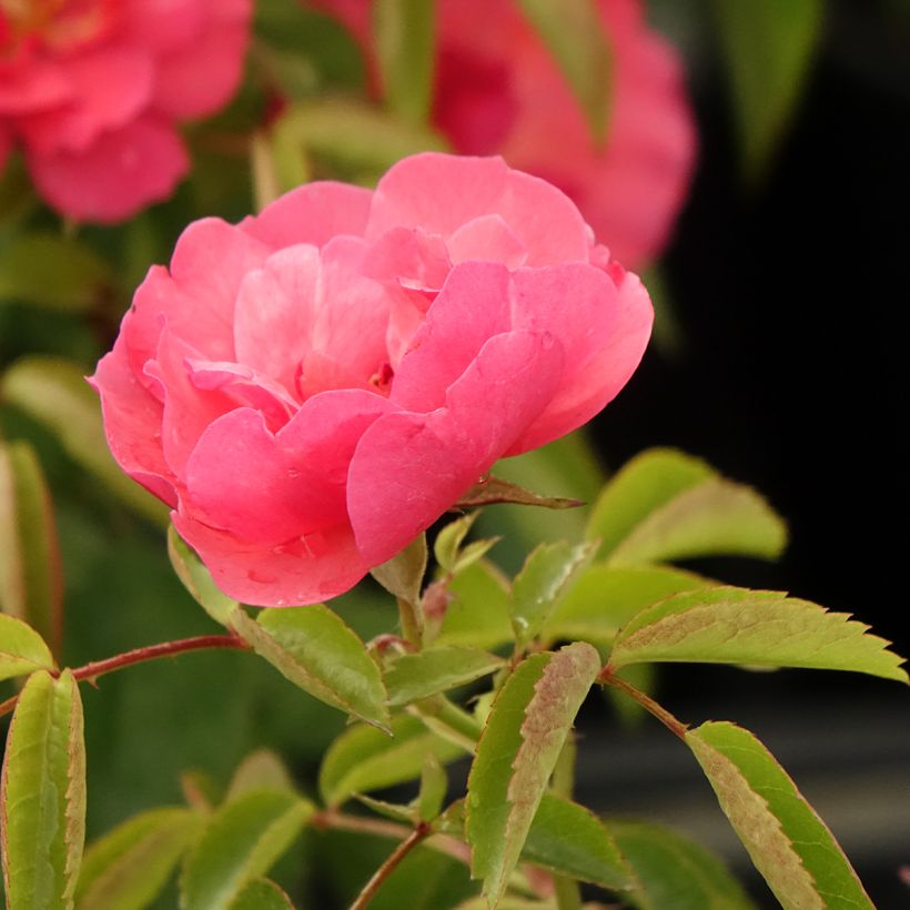 Rosa x floribunda - 'Folle Framboise' - Shrub Rose (Flowering)
