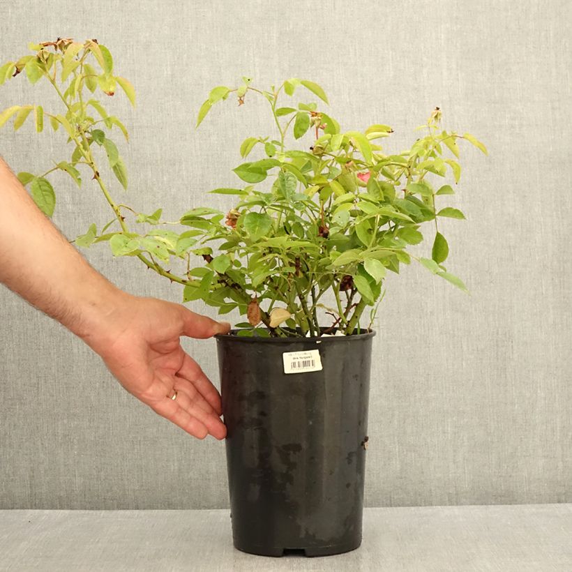 Rosa x floribunda - 'Folle Framboise' - Shrub Rose 4L/5L pot sample as delivered in summer