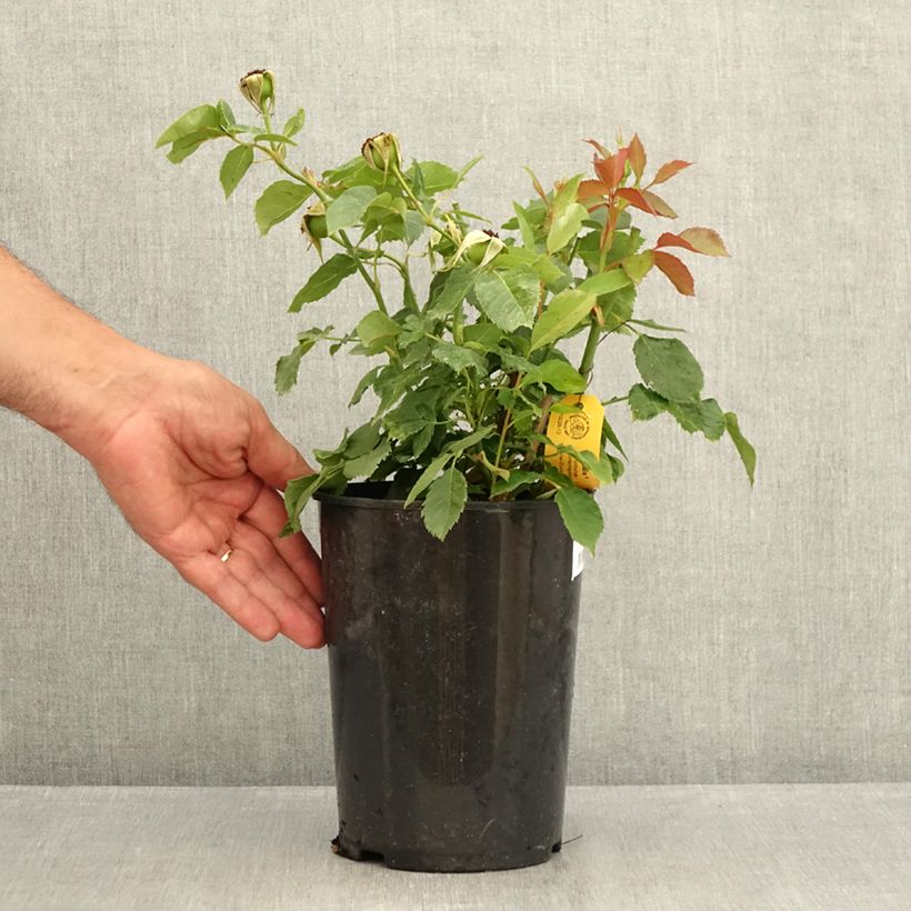 Rosa x floribunda 'Friesia' - Shrub Rose 2L/3L pot sample as delivered in summer