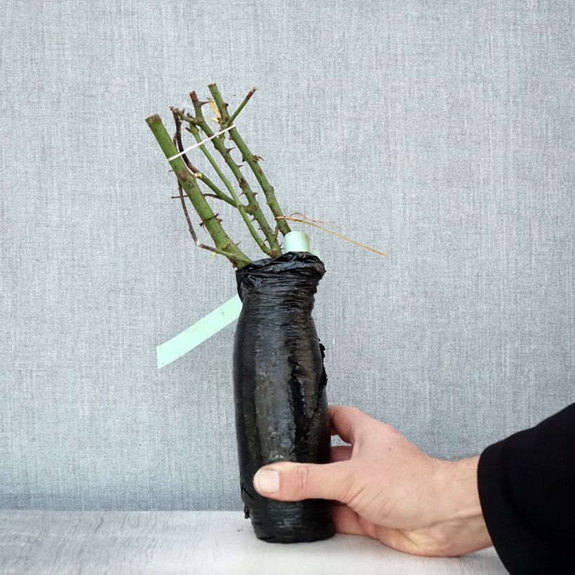 Rosa Garden of Roses Wrapped bare root sample as delivered in winter