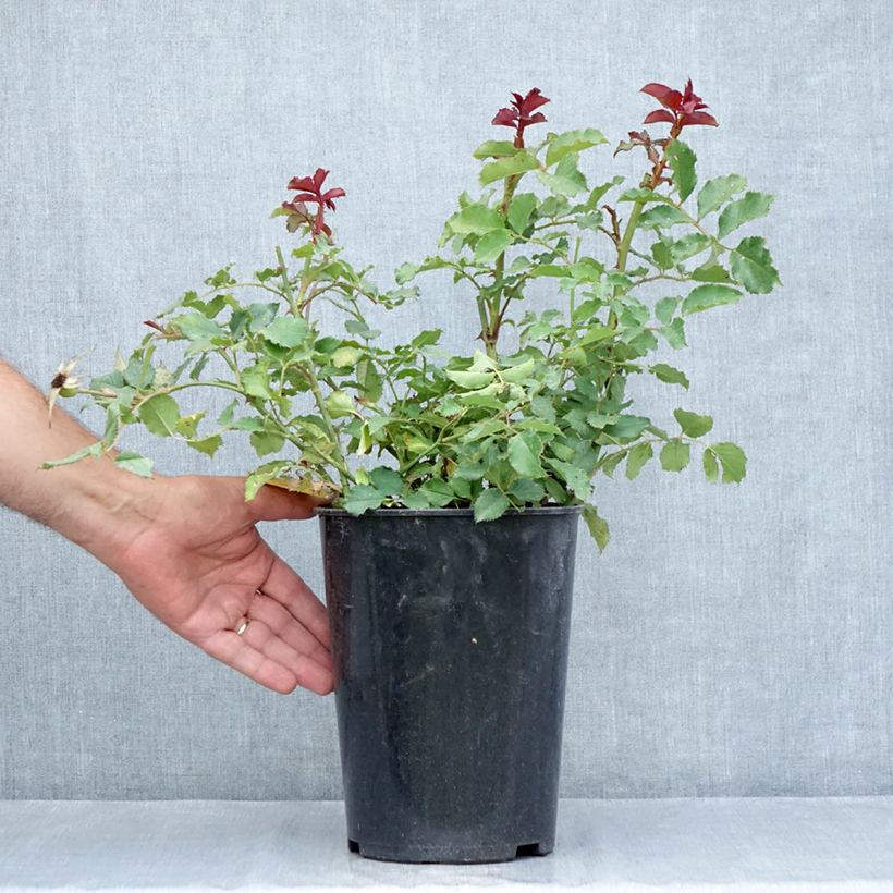 Rosa x floribunda 'Landlust' -  Floribunda Rose  4L/5L pot sample as delivered in summer