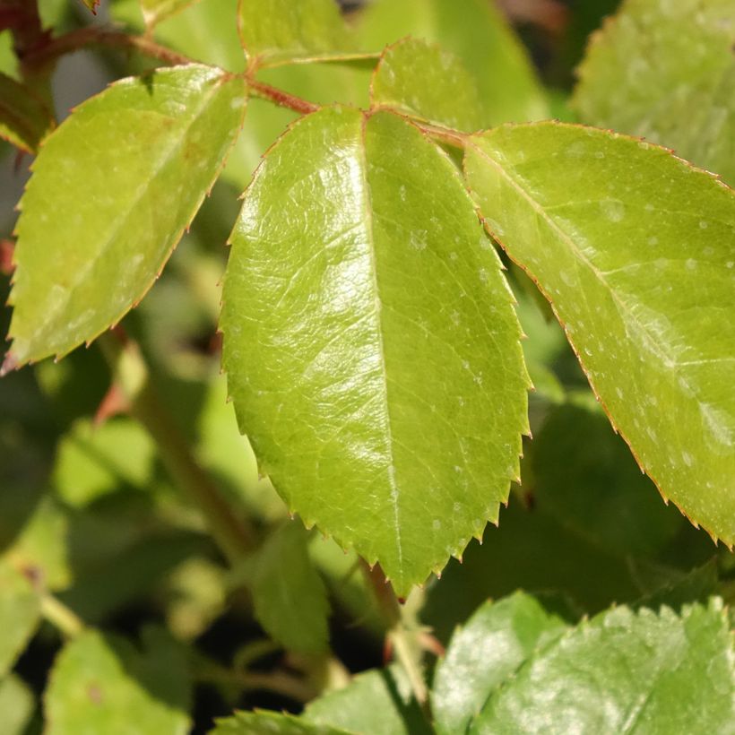 Rosa x floribunda Hot Cocoa Wekpaltlez (Foliage)