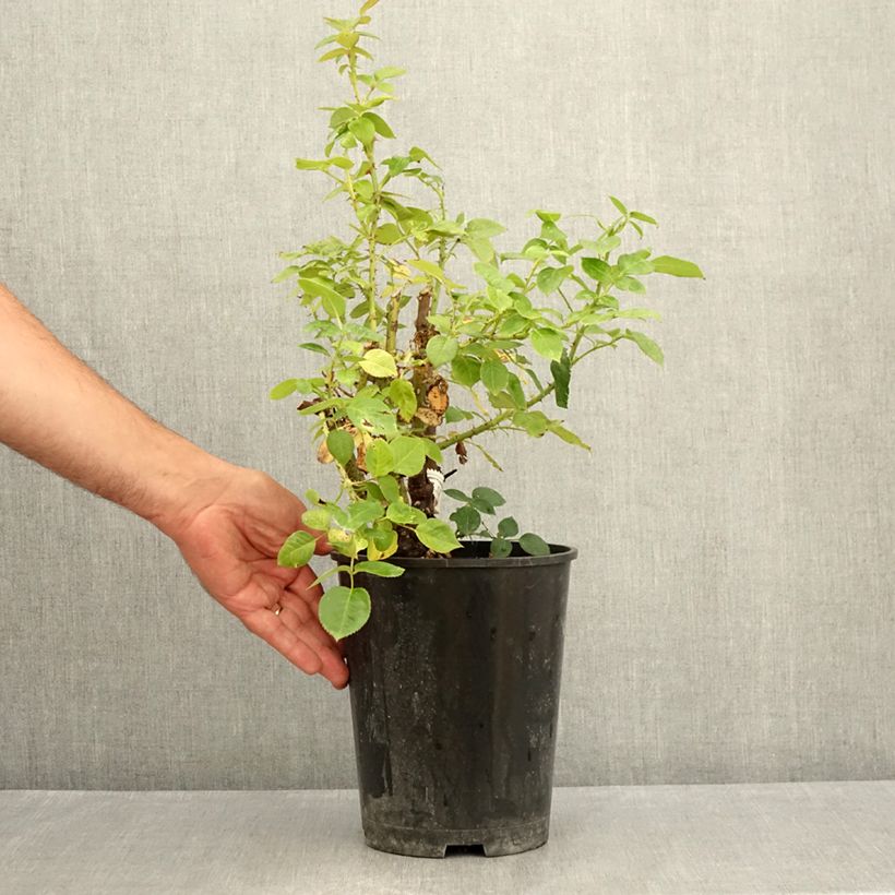 Rosa x floribunda La Sauvagine Terre et Passion - Floribunda Rose 4L/5L pot sample as delivered in summer