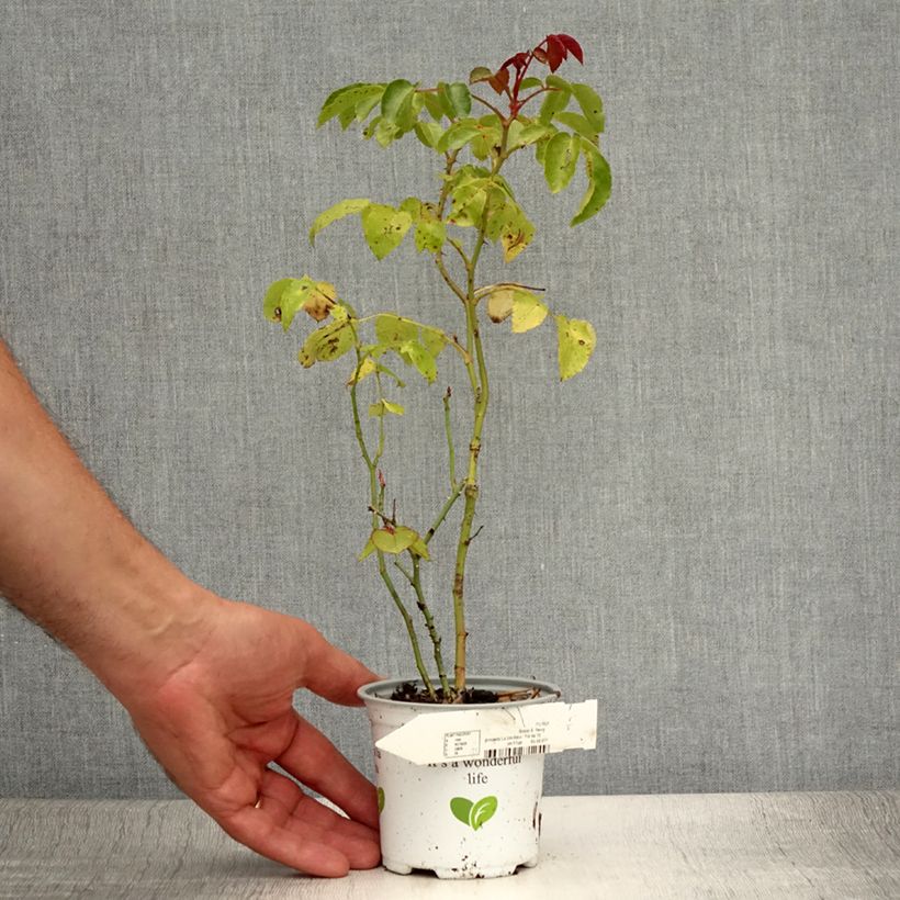 Rosa x polyantha La Sevillana - Polyantha Rose 10cm/11cm pot sample as delivered in summer