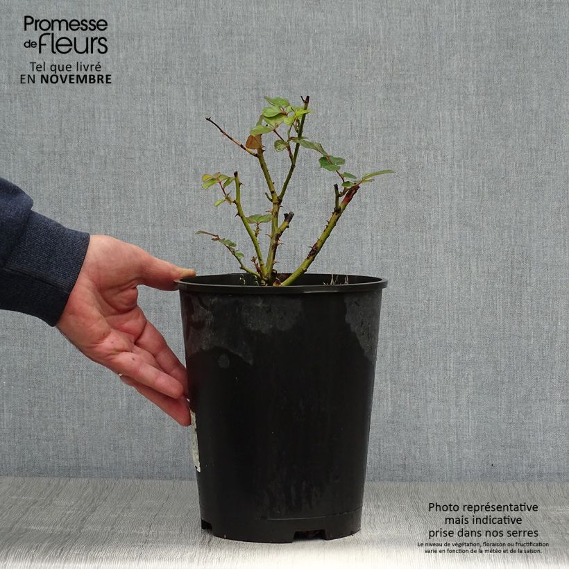 Rosa x floribunda Laminuette 2L/3L pot sample as delivered in autumn