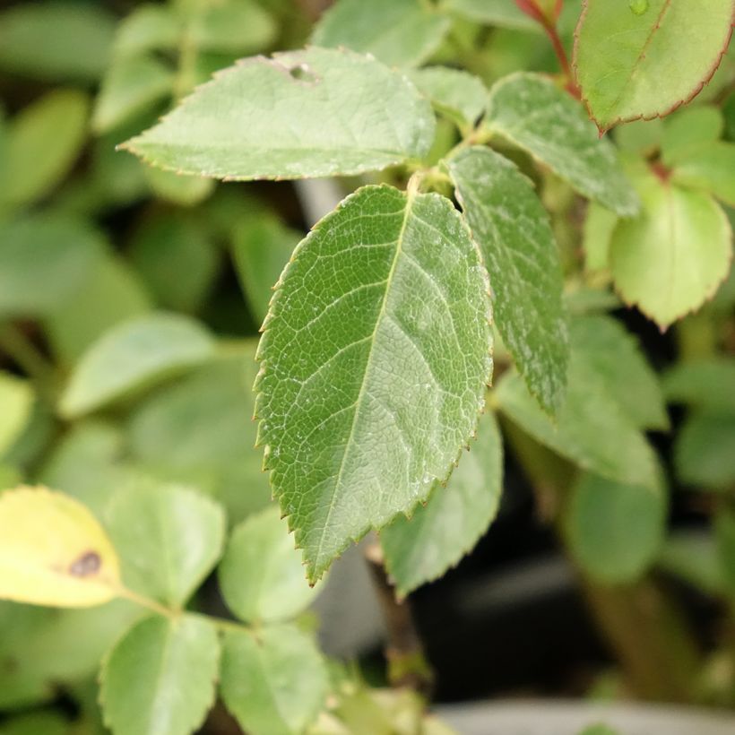 Rosa x floribunda 'Marc's Jubilee' - Shrub Rose (Foliage)