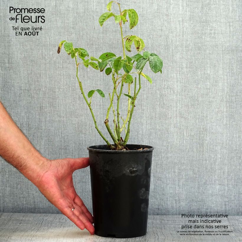 Rosa x polyantha 'Maria Mathilda' - Shrub Rose  3L/4L pot sample as delivered in summer