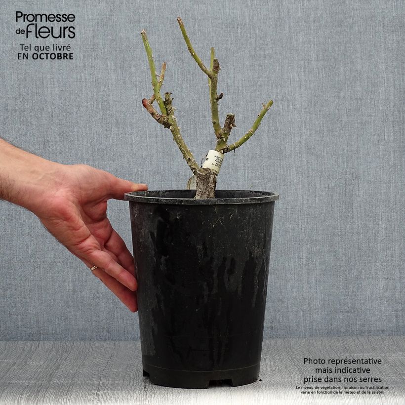 Rosa x floribunda Martin des Senteurs 'Adabaluc' 4L/5L pot sample as delivered in autumn