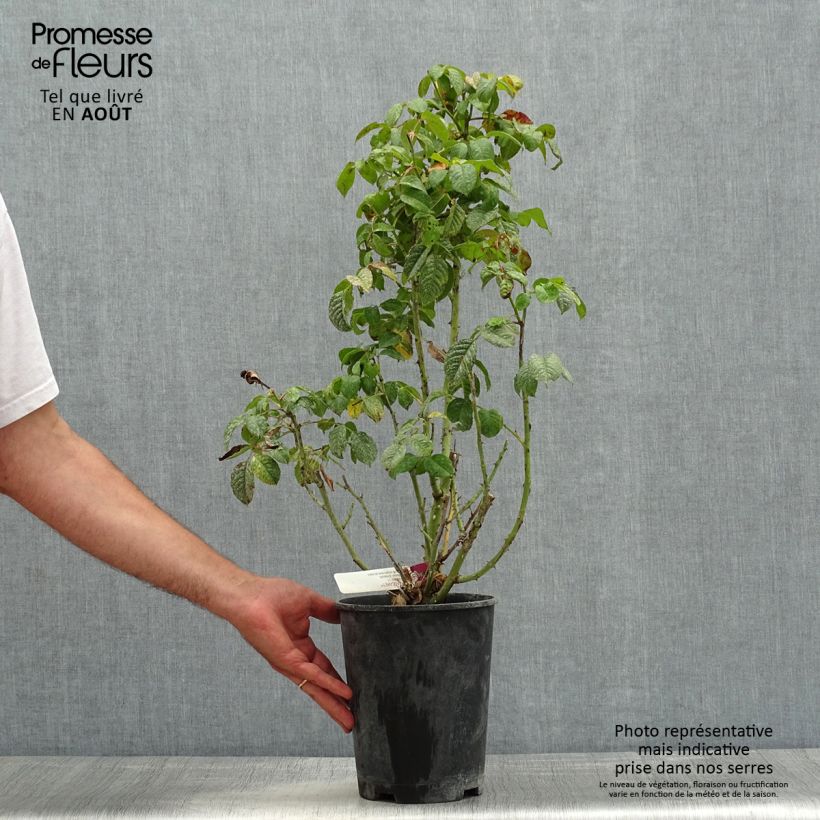 Rosa x floribunda Mascaret 4L/5L pot sample as delivered in summer