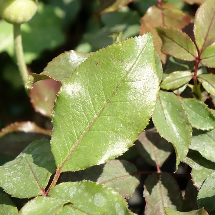 Rosa x polyantha Message d'Espoir - Polyantha Rose (Foliage)