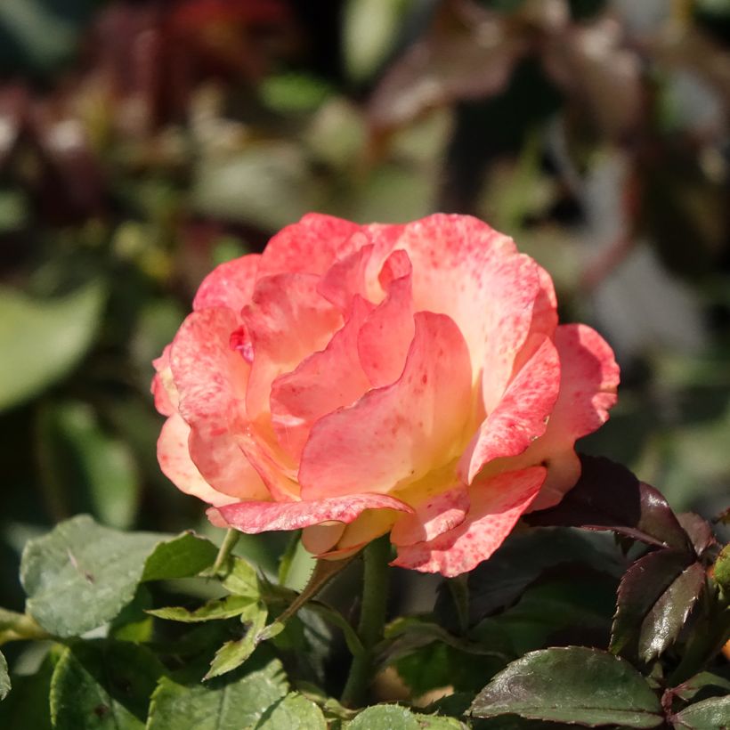 Rosa x polyantha Message d'Espoir - Polyantha Rose (Flowering)
