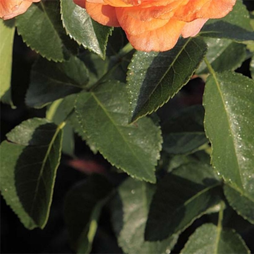 Rosa x floribunda Orangerie (Foliage)
