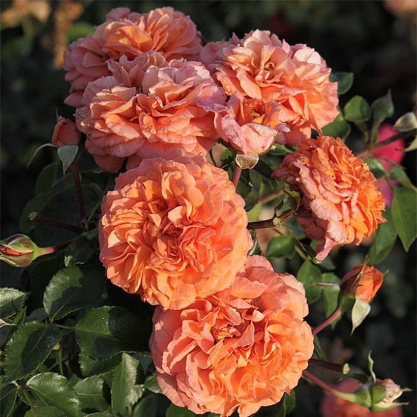 Rosa x floribunda Orangerie (Flowering)