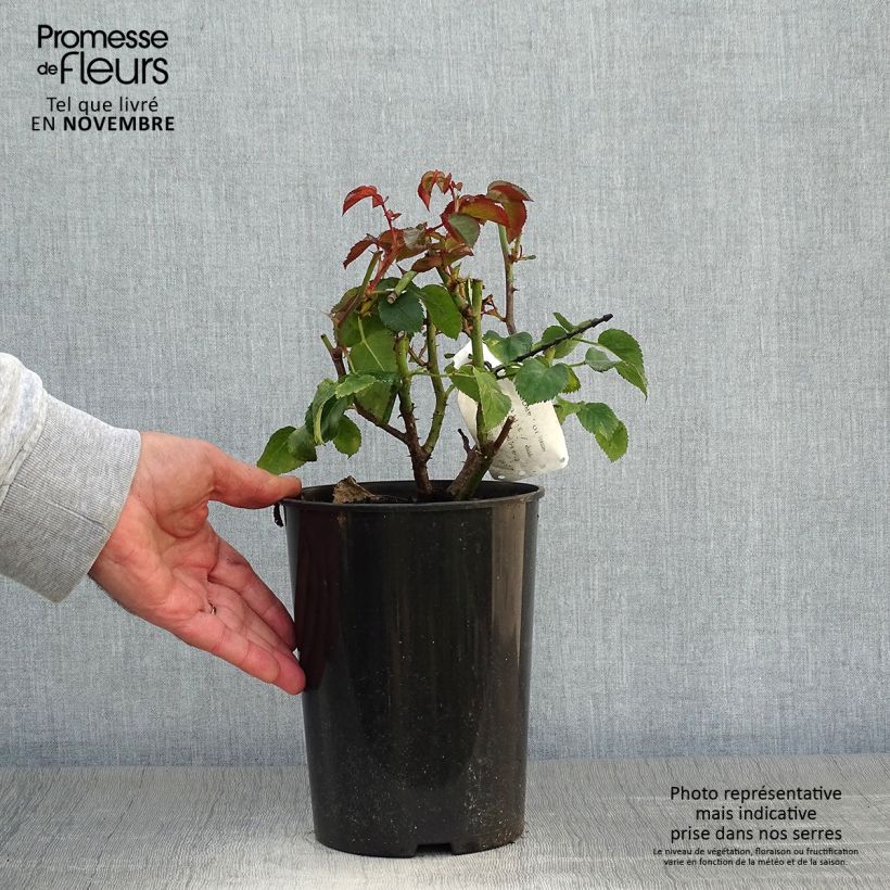 Rosa x floribunda Orangerie 2L/3L pot sample as delivered in autumn