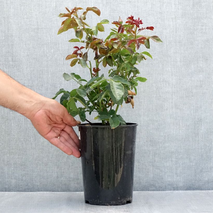Rosa Oranges and Lemons - Floribunda Rose 2L/3L pot sample as delivered in summer