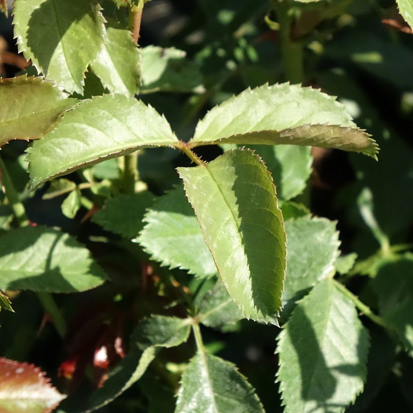Rosa Oranges and Lemons - Floribunda Rose (Foliage)