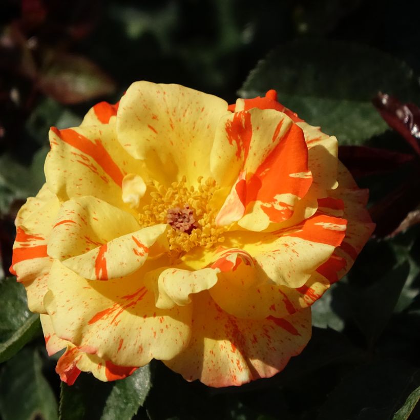 Rosa Oranges and Lemons - Floribunda Rose (Flowering)