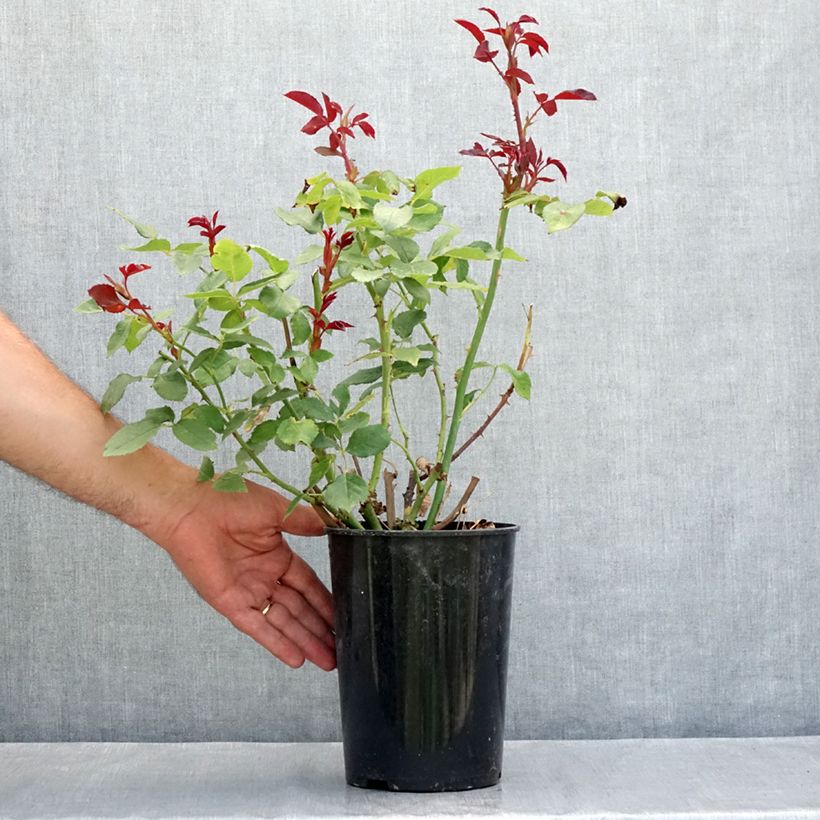 Rosa x floribunda Pernille Poulsen 2L/3L pot sample as delivered in summer