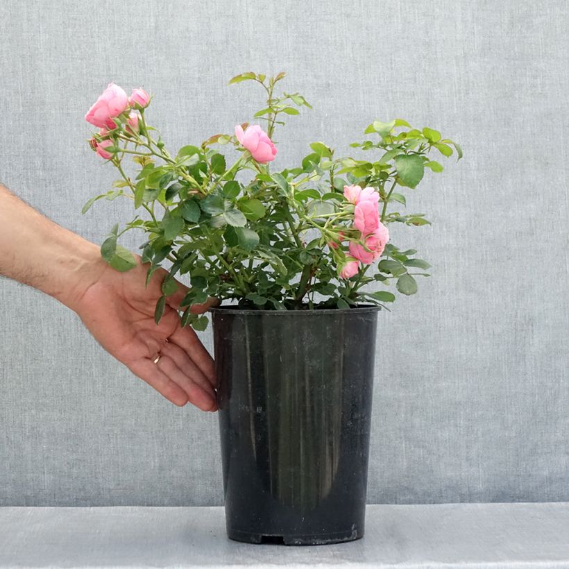 Rosa x floribunda Pomponella Korpompan 4L/5L pot sample as delivered in summer