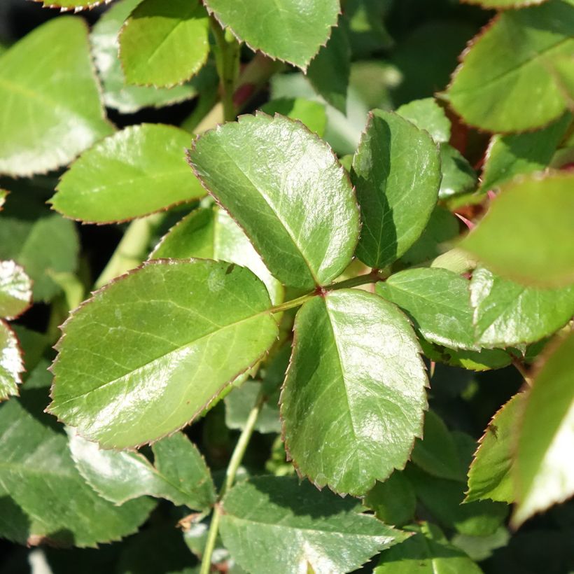 Rosa x floribunda Pomponella Korpompan (Foliage)