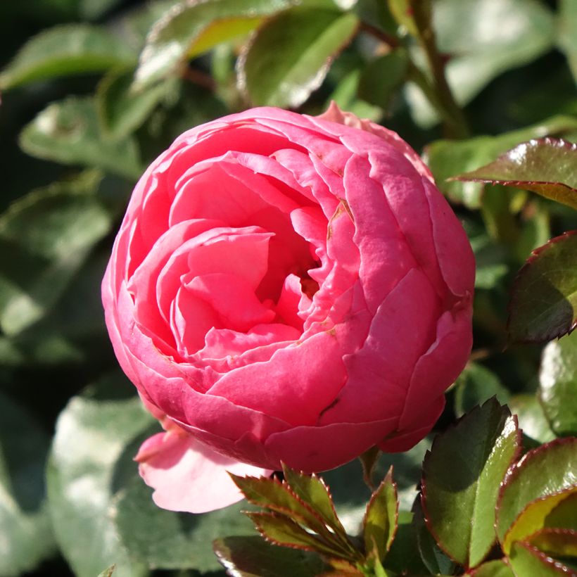 Rosa x floribunda Pomponella Korpompan (Flowering)