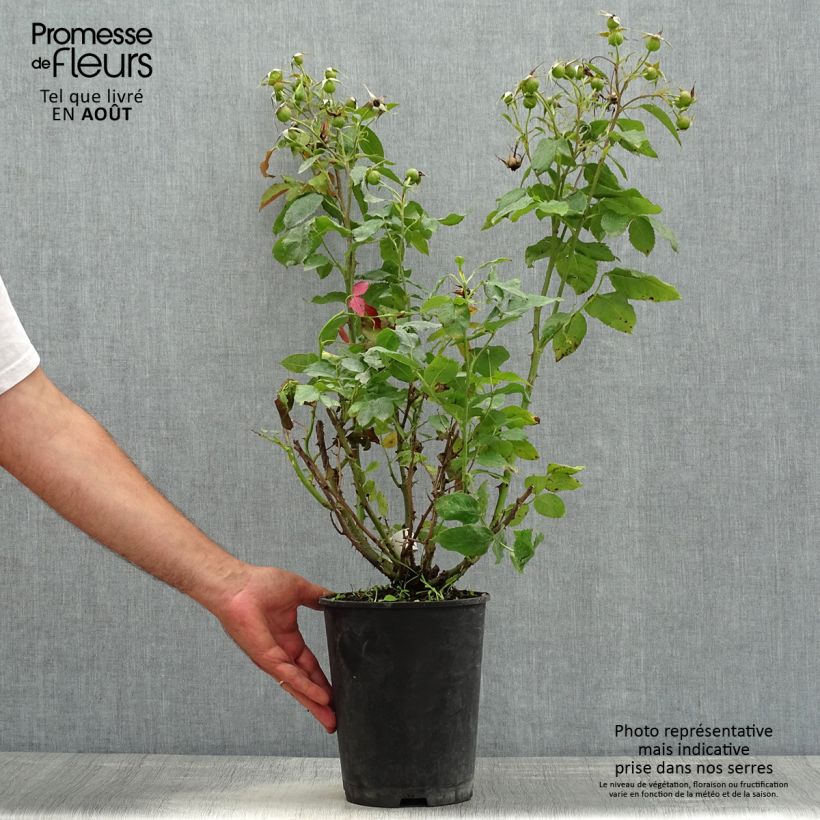 Rosa x floribunda Quinte Flush - Floribunda Rose 4L/5L pot sample as delivered in summer