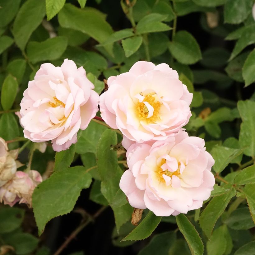 Rosa x floribunda 'Rose de la petite Chabotte' - Miniature Rose (Flowering)
