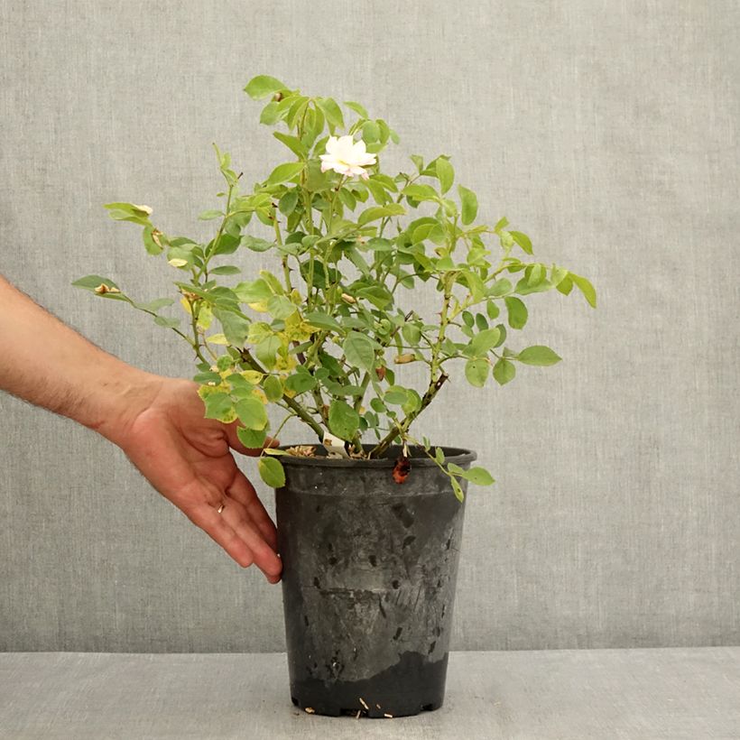 Rosa x floribunda 'Rose de la petite Chabotte' - Miniature Rose 4L/5L pot sample as delivered in summer