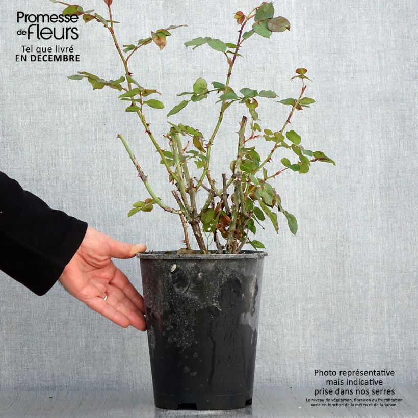 Rosa x floribunda Salto 4L/5L pot sample as delivered in autumn