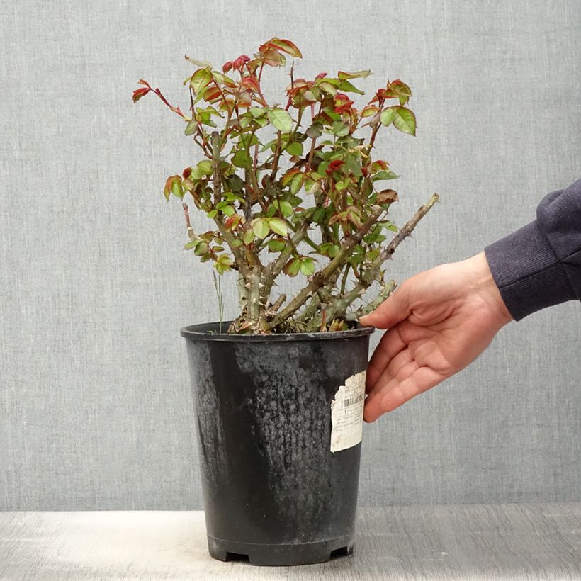 Rosa x floribunda Salto 4L/5L pot sample as delivered in spring
