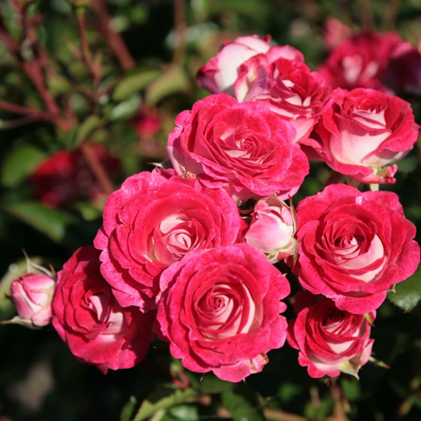 Rosa Schöne Koblenzerin - Floribunda Rose (Flowering)