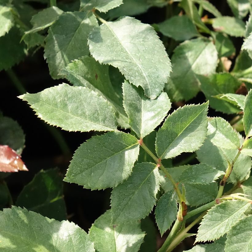 Rosa 'Meisselpier' SOPHIA ROMANTICA® - Rosier Sophia Romantica, Rosier Kurfürstin Sophie (Foliage)