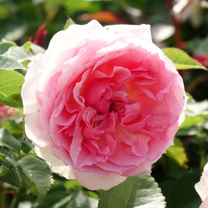 Rosa 'Meisselpier' SOPHIA ROMANTICA® - Rosier Sophia Romantica, Rosier Kurfürstin Sophie (Flowering)