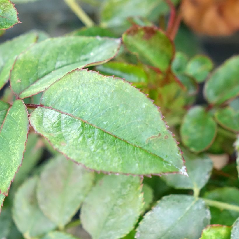 Rosa Sugar Candy Rose - Floribunda Rose (Foliage)