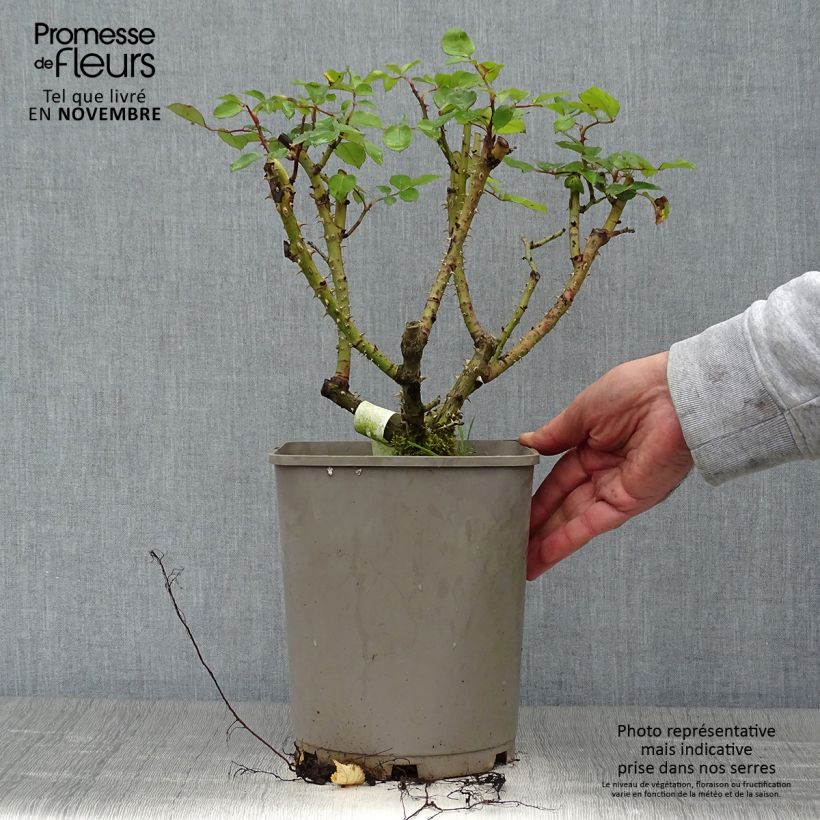 Rosa Sylvie Vartan - Floribunda Rose 4L/5L pot sample as delivered in autumn