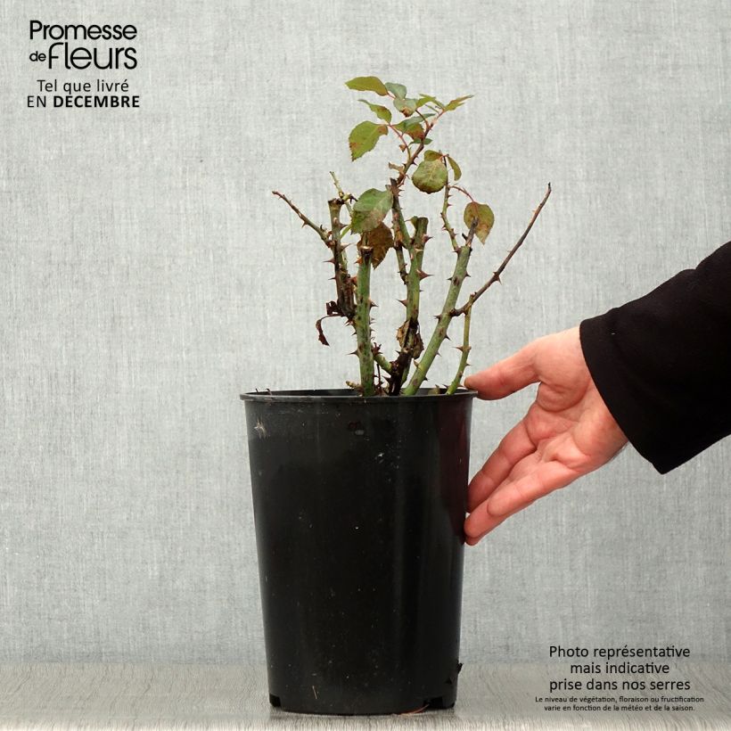 Rosa x polyantha Tobago - Polyantha Rose 4L/5L pot sample as delivered in autumn