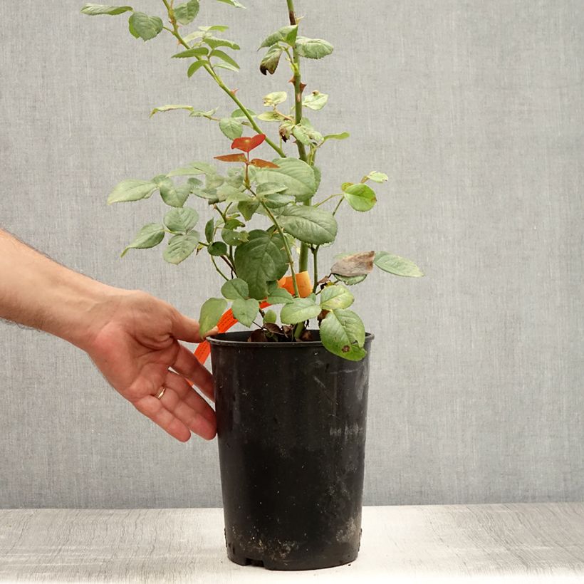 Rosa Abbaye de Cluny - Modern Shrub Rose 4L/5L pot sample as delivered in summer