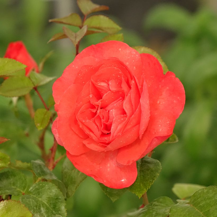 Rosa Agatha - Modern Hybrid Teas Rose (Flowering)