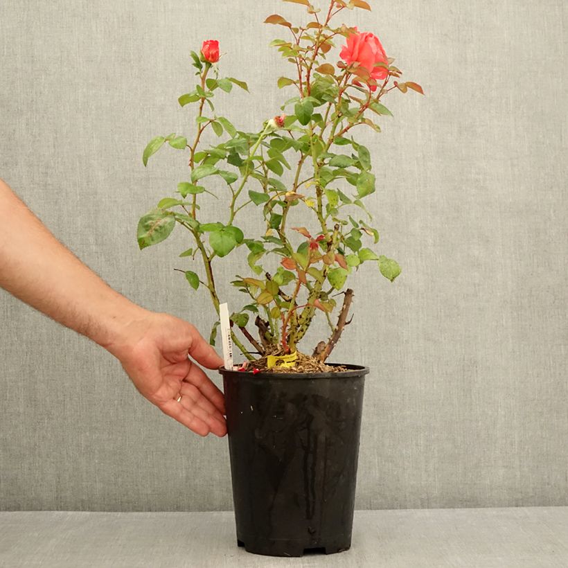 Rosa Agatha - Modern Hybrid Teas Rose 4L/5L pot sample as delivered in summer