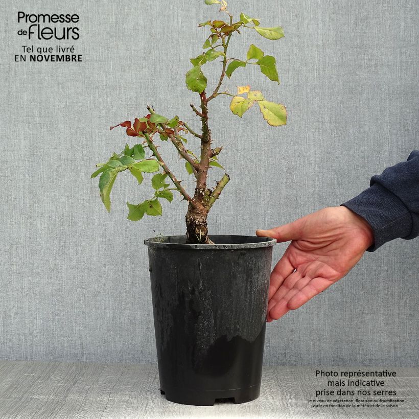 Rosa Agnès B 4L/5L pot sample as delivered in autumn