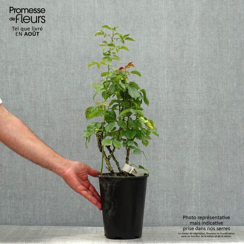 Rosa Anahe 4L/5L pot sample as delivered in summer