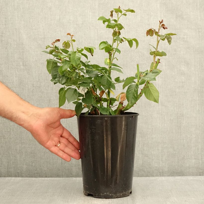 Rosa Anatasia - Hybrid Tea Rose 4L/5L pot sample as delivered in summer