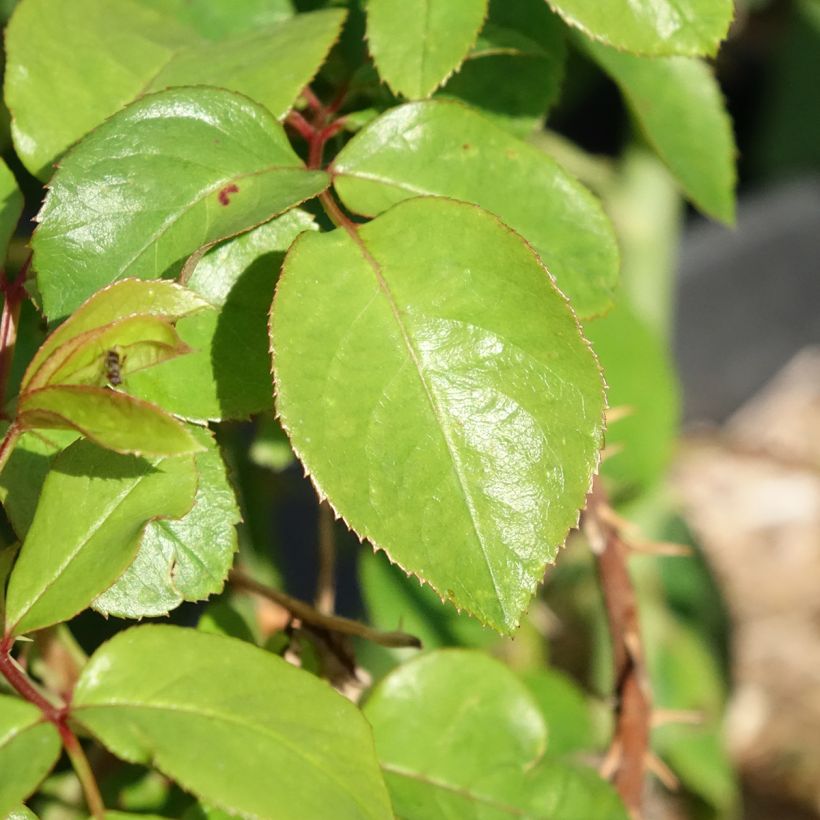 Rosa André Le Nôtre - Modern Hybrid Tea Rose (Foliage)